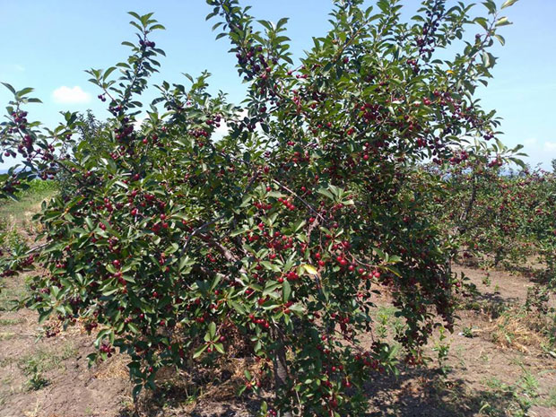 Воћари крај Ниша прекидају бербу, вишња трули на пољу